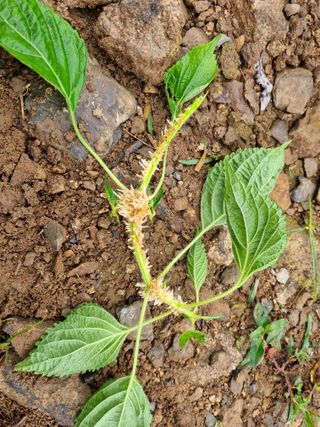 참깨6253님의 들깨 · 자유게시판 작성글 사진
