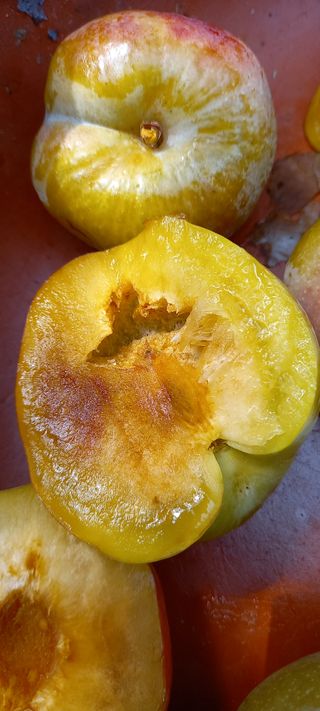 정인숙 님의 자두 · 병해충상담 작성글 사진