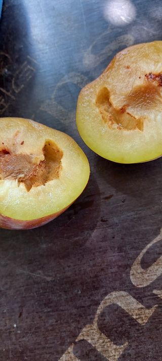 정인숙 님의 자두 · 병해충상담 작성글 사진