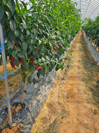 에덴농원나장미입니다님의 나의 농사 필수품 소개하기 · 참여글 작성글 사진