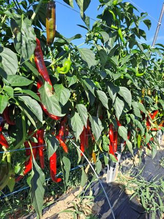 박흠님의 나의 농사 필수품 소개하기 · 참여글 작성글 사진