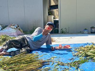 산청아들셋맘박홍점님의 고추 · 일상 작성글 사진