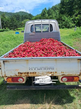 산청아들셋맘박홍점님의 고추 · 일상 작성글 사진