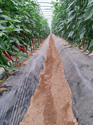 산청아들셋맘박홍점님의 고추 · 일상 작성글 사진