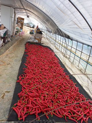 산청아들셋맘박홍점님의 고추 · 일상 작성글 사진