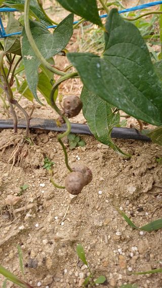 삼성농산님의 자유주제 · 자유게시판 작성글 사진