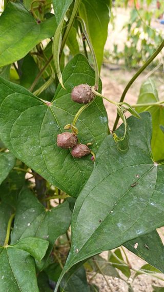 삼성농산님의 자유주제 · 자유게시판 작성글 사진