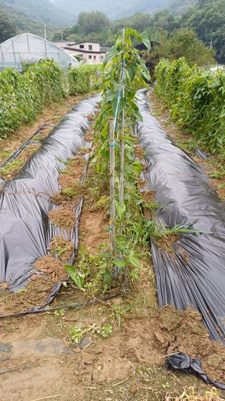 삼성농산님의 자유주제 · 자유게시판 작성글 사진