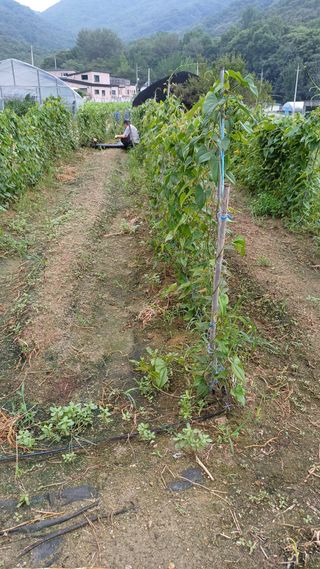 삼성농산님의 자유주제 · 자유게시판 작성글 사진