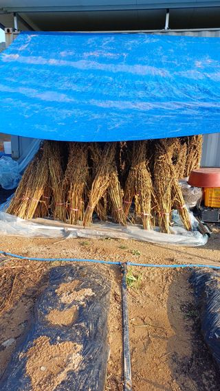 박순덕님의 참깨 · 자유게시판 작성글 사진