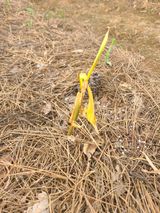 팜모닝 기타작물·병해충상담 게시글 이미지