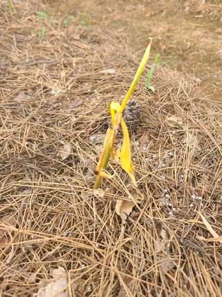 남미순님의 기타작물 · 병해충상담 작성글 사진