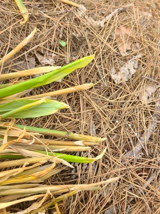 남미순님의 기타작물 · 병해충상담 작성글 사진