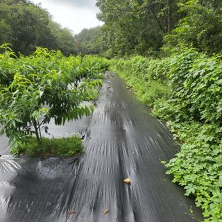 양배추21889님의 복숭아 · 자유게시판 작성글 사진