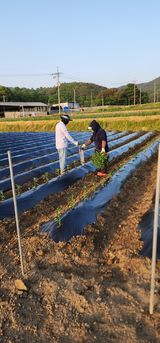 팜모닝 나의 농사 필수품 소개하기·참여글 게시글 이미지