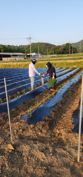 최영희님의 나의 농사 필수품 소개하기 · 참여글 작성글 사진