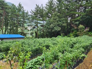 전병대님의 고추 · 수확 작성글 사진