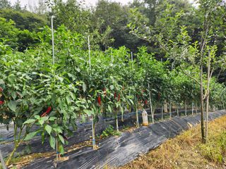 전병대님의 고추 · 수확 작성글 사진