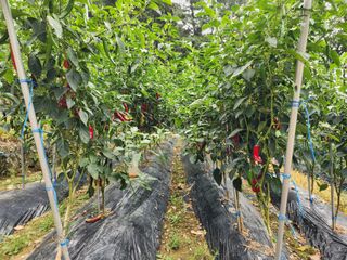 전병대님의 고추 · 수확 작성글 사진