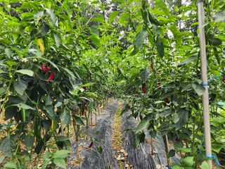 전병대님의 고추 · 수확 작성글 사진