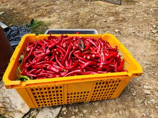 전병대님의 고추 · 수확 작성글 사진