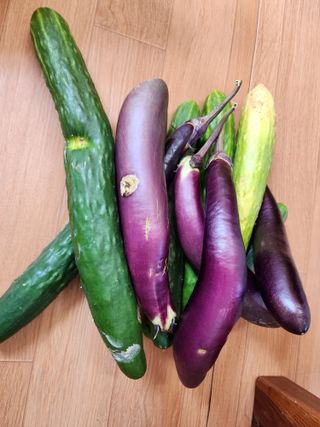 전병대님의 고추 · 수확 작성글 사진