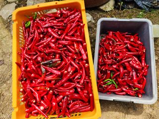 전병대님의 고추 · 수확 작성글 사진