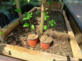 강생아빠님의 기타작물 · 자유게시판 작성글 사진