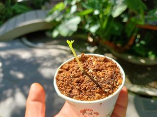 강생아빠님의 기타작물 · 자유게시판 작성글 사진