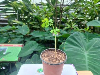 강생아빠님의 기타작물 · 자유게시판 작성글 사진