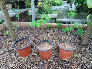 강생아빠님의 기타작물 · 자유게시판 작성글 사진