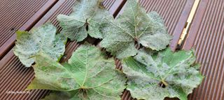 ♡ 예린농원 농장님의 포도 · 병해충상담 작성글 사진