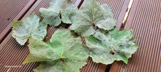 ♡ 예린농원 농장님의 포도 · 병해충상담 작성글 사진