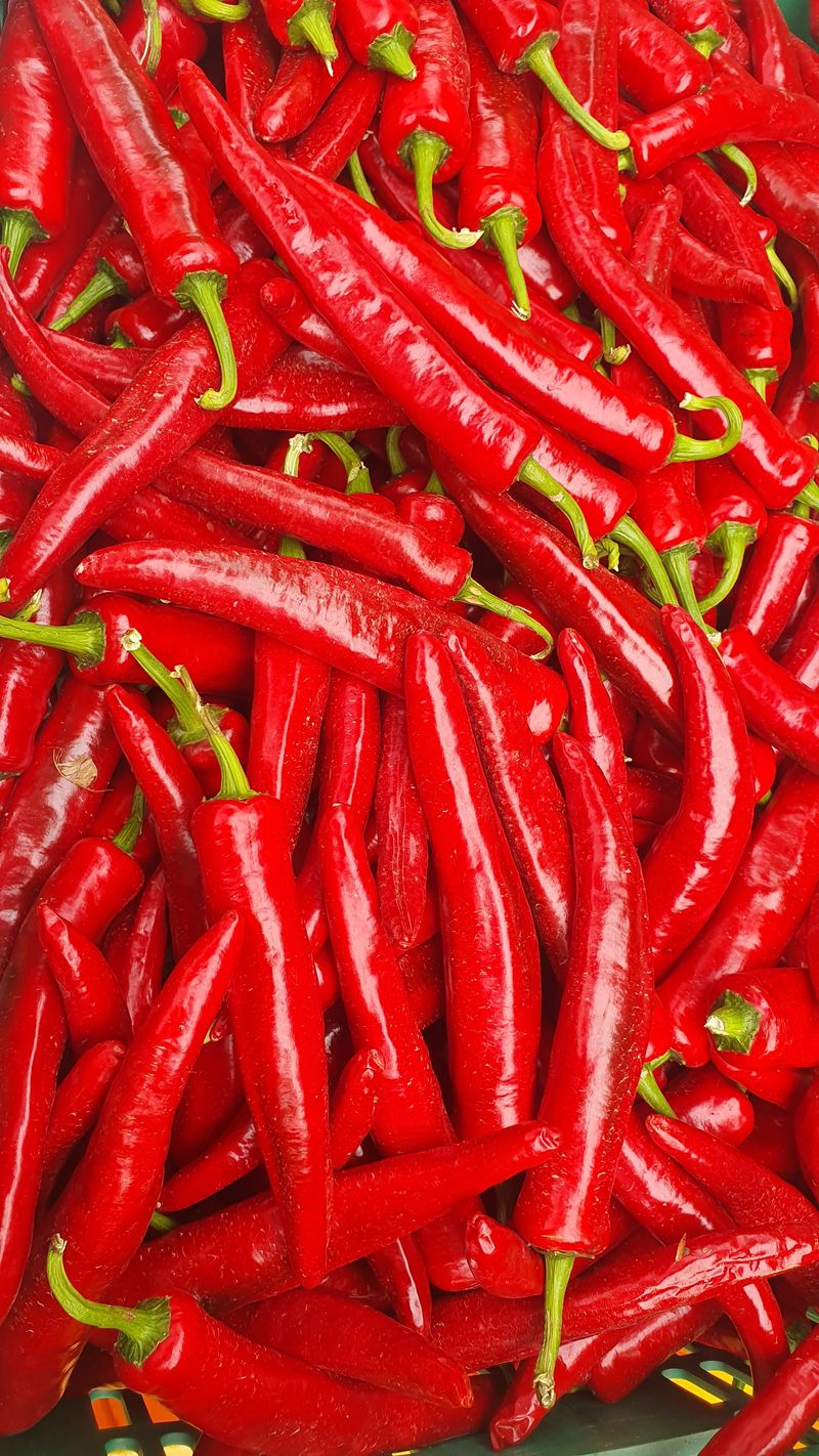 농산물에 진심구병안님의 장터 판매 상품 [고추가루 한근] 첨부 사진