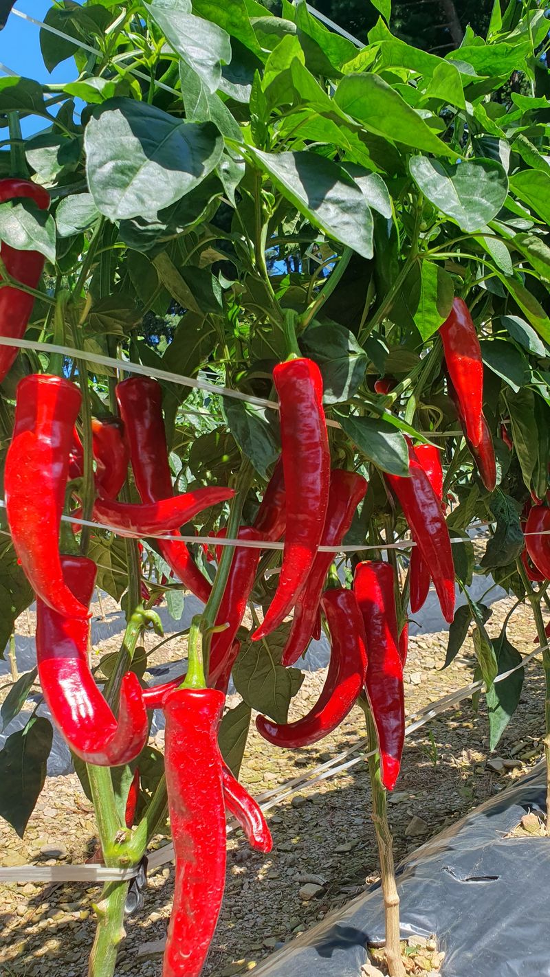 농산물에 진심구병안님의 장터 판매 상품 [고추가루 한근] 첨부 사진