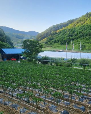 도울농장 이원용님의 콩 · 자유게시판 작성글 사진