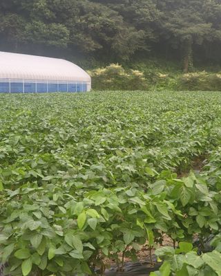 도울농장 이원용님의 콩 · 자유게시판 작성글 사진