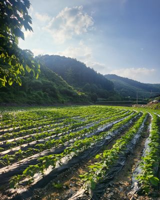 도울농장 이원용님의 콩 · 자유게시판 작성글 사진