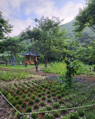 도울농장 이원용님의 콩 · 자유게시판 작성글 사진