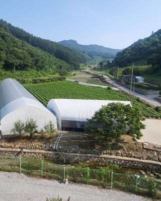 도울농장 이원용님의 콩 · 자유게시판 작성글 사진