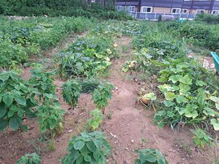 나도농부님의 들깨 · 영농일지 작성글 사진