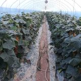 팜모닝 오이·자유게시판 게시글 이미지