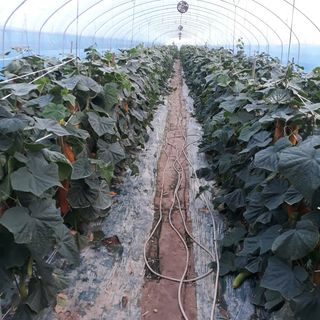 헤르만헤세님의 오이 · 자유게시판 작성글 사진