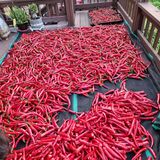 팜모닝 고추·수확 게시글 이미지