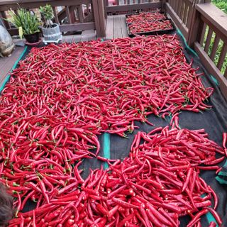 이종권님의 고추 · 수확 작성글 사진