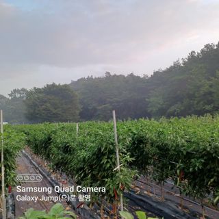 하하콩님의 고추 · 품종•종자 작성글 사진
