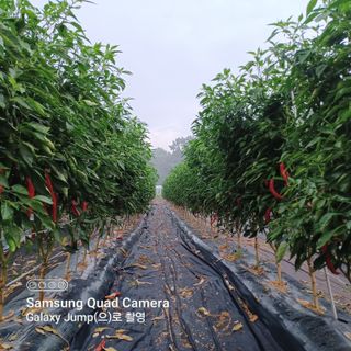 하하콩님의 고추 · 품종•종자 작성글 사진