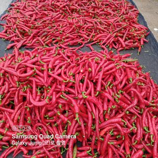 하하콩님의 고추 · 품종•종자 작성글 사진