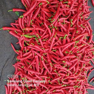 하하콩님의 고추 · 품종•종자 작성글 사진