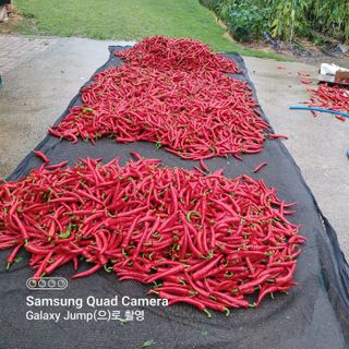 하하콩님의 고추 · 품종•종자 작성글 사진